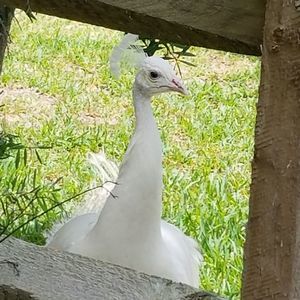 Meet your Posher, Isa